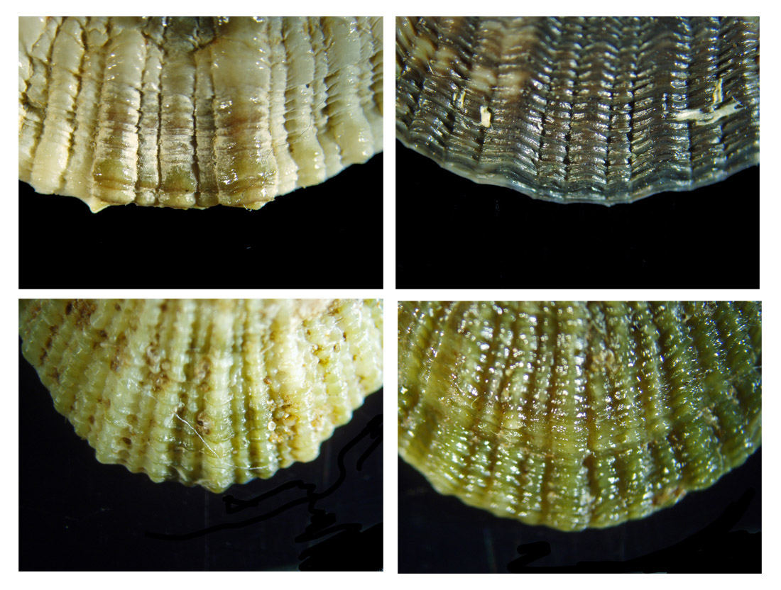 Diodora italica
